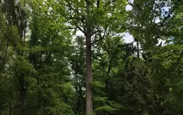 Wycieczka do Białowieży (31)