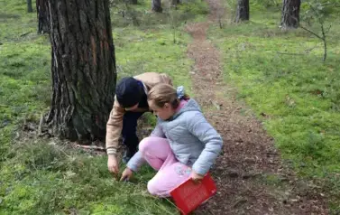 Obserwacja runa 2