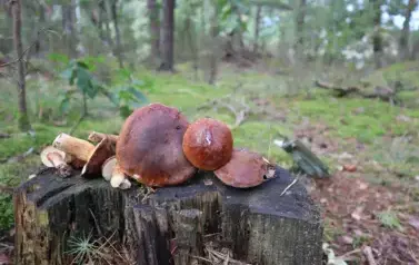 Grzyby