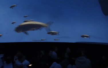 planetarium (6)