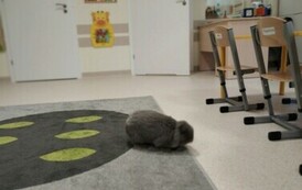 Kr&oacute;lik niezwykły gość w punkcie przedszkolnym (23)