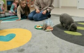 Kr&oacute;lik niezwykły gość w punkcie przedszkolnym (22)