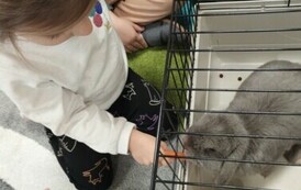 Kr&oacute;lik niezwykły gość w punkcie przedszkolnym (9)