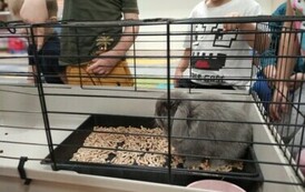 Kr&oacute;lik niezwykły gość w punkcie przedszkolnym (8)