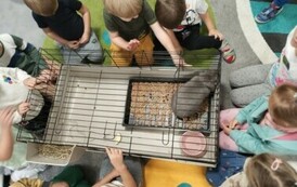 Kr&oacute;lik niezwykły gość w punkcie przedszkolnym (7)