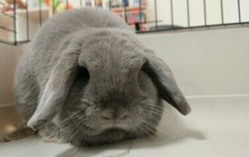 Kr&oacute;lik niezwykły gość w punkcie przedszkolnym (6)