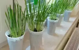 Wielkanocne przygotowania Zajączk&oacute;w (10)