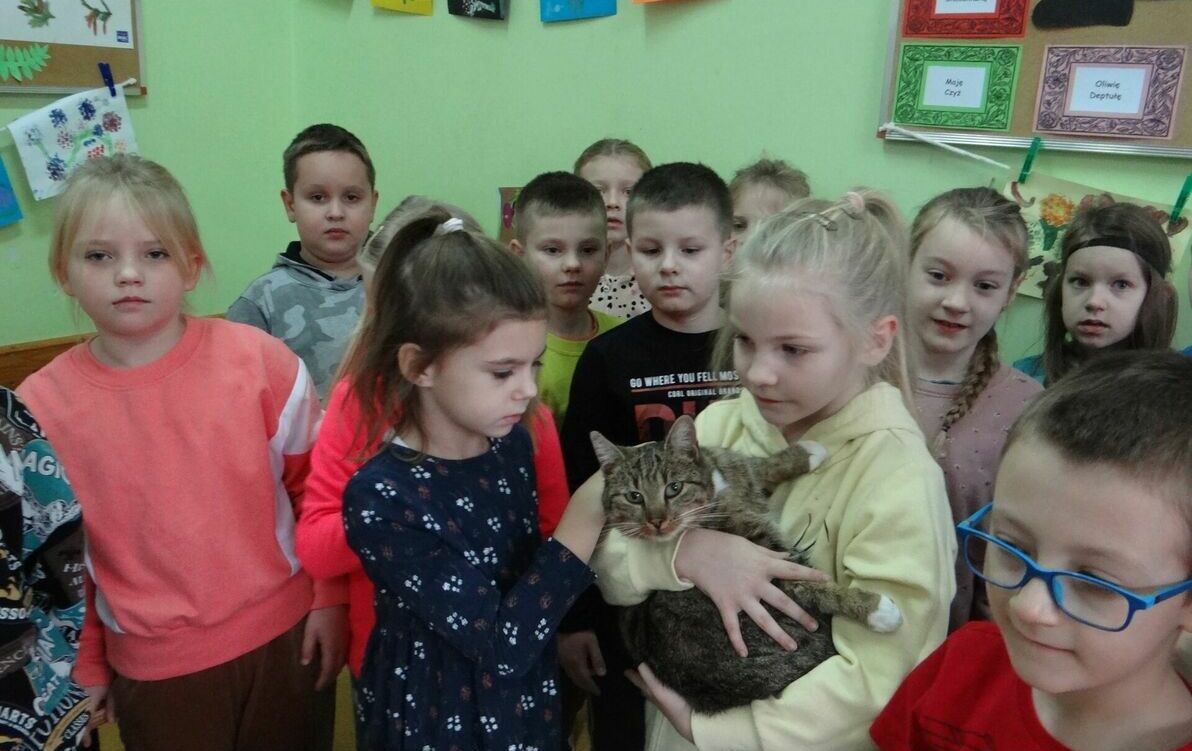 Zdjęcie do Wszystko o kotach
